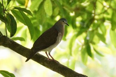 Colombe à calotte grise (Grey-headed Dove)