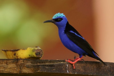 Guit-guit sai (Red-legged Honeycreeper)