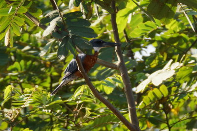 Martin-pcheur  ventre roux (Ringed Kingfisher)