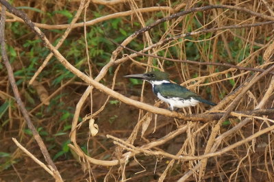 Martin-pcheur d'Amazonie (Amazone Kingfisher)