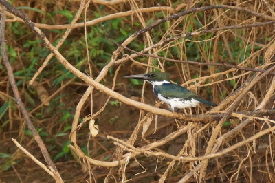 Martin-pêcheur d'Amazonie (Amazone Kingfisher)
