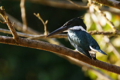 Martin-pcheur d'Amazonie (Amazone Kingfisher)