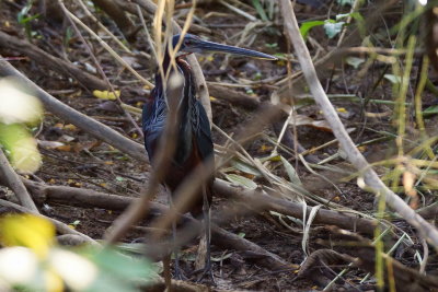 Onor agami (Agami Heron)