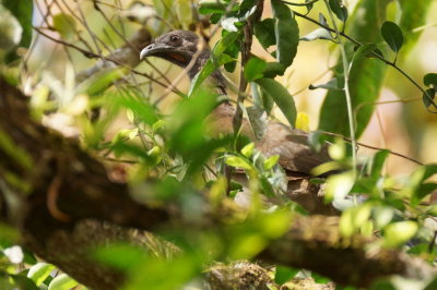 Ortalide  tte grise (Gray-headed Chachalaca)
