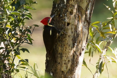 Pic ouentou (Lineated Woodpecker)
