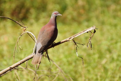 Pigeon rousset (Pale-vented Pigeon)