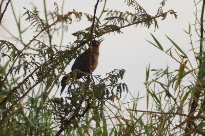 Quiscale du Nicaragua (Nicaraguan Grackle)