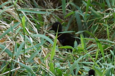 Rale de Cayenne (Gray-necked Wood-Rail)