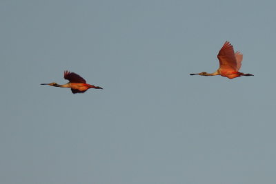 Spatule rose (Roseate Spoonbill)