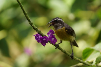 Sucrier  ventre jaune (Bananaquit)