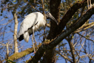 Tantale dAmrique (Wood Stork)
