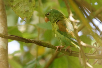 Toui  menton d'or (Orange-chinned Parakeet)