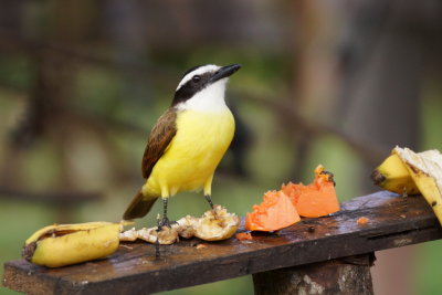 Tyran quiquivi (Great Kiskadee)