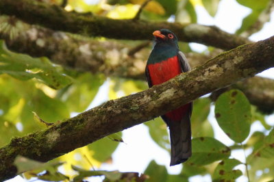 Trogon de massena (Slaty-tailed Trogon)