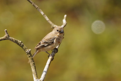 Sporophile petit-louis (Ruddy-breasted Seedeater)