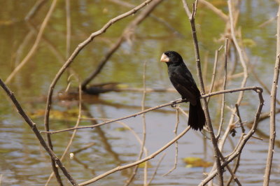 Sporophile de Nutting (Nicaraguan Seed-Finch)