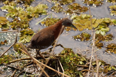 Rale  menton blanc (White-throated Crake)