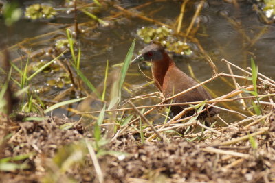 Rale  menton blanc (White-throated Crake)