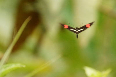 Papillon 