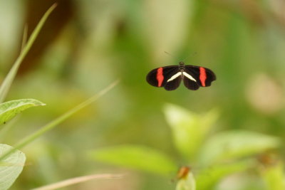 Papillon 