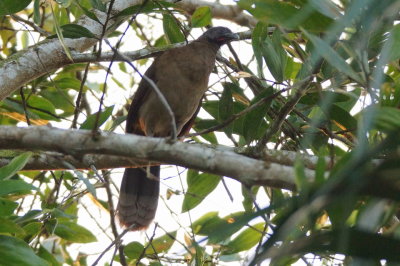 Ortalide  tte grise (Gray-headed Chachalaca)