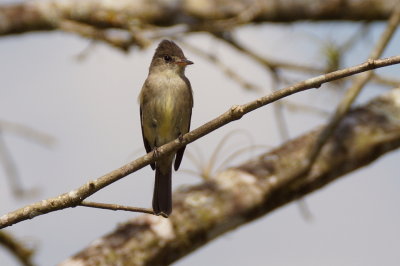 Moucherolle cendr (Tropical Pewee)