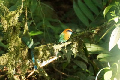 Motmot  bec large (Broad-billed Motmot)