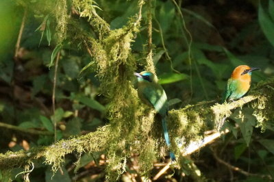 Motmot  bec carn (Keel-billed Motmot)