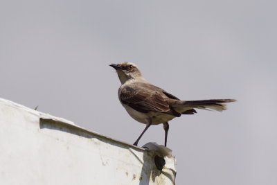 Moqueur des savanes (Tropical Mockingbird)