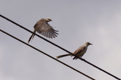 Moqueur des savanes (Tropical Mockingbird)