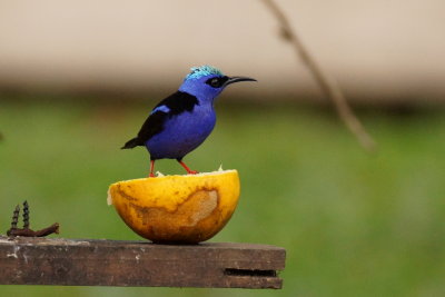 Guit-guit sai (Red-legged Honeycreeper)
