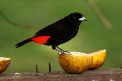 Tangara  croupion rouge (Passerinis Tanager)