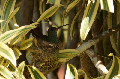 Ariane  ventre gris (Rufous-tailed Hummigbird)