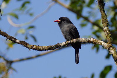 Barbacou  front blanc (Whtie-fronted Nunbird)