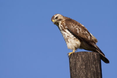 Petite Buse (Broad-winged Hawk)