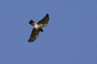 Buse  queue courte (Short-tailed Hawk)