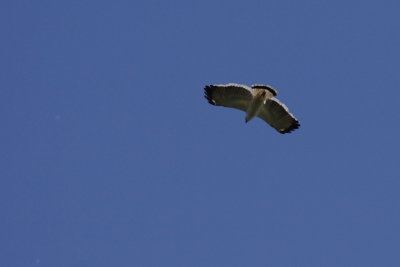 Buse blanche (White Hawk)