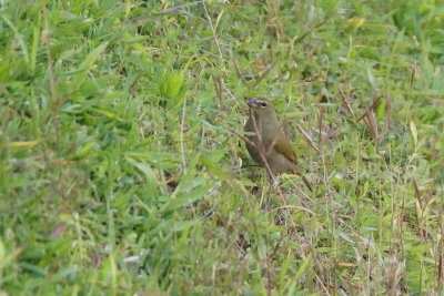 Cici grand-chanteur (Yellow-faced Grassquit)