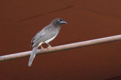 Geai enfum (Brown Jay)