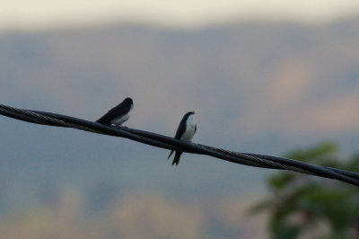 Hirondelle bleu et blanc (Bleu-and-white Swallow)