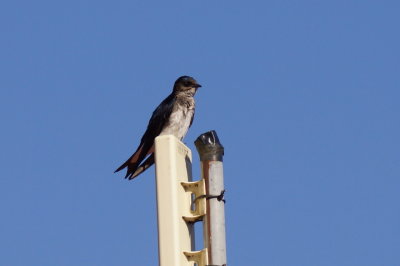 Hirondelle chalybe (Grey-breasted Martin)