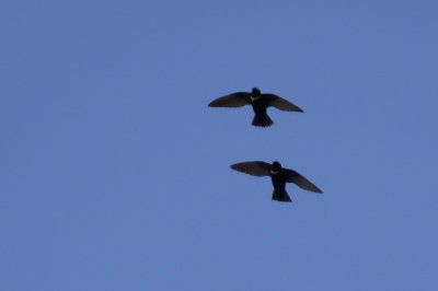 Martinet  collier blanc (White-collared Swift)