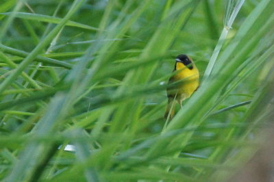 Paruline des bambous (Olive-crowned Yellowthroat)