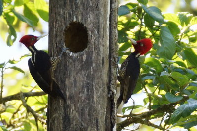 Pic  bec clair (Pale-billed Woodpecker)