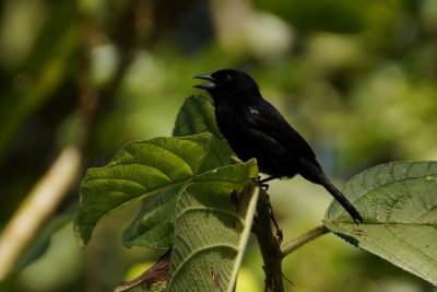 Tangara  galons blancs (White-lined Tanager)