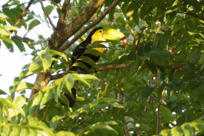 Toucan  carne (Keel-billed Toucan)