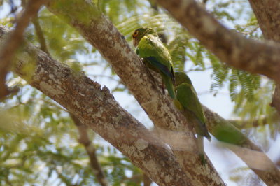 Conure  front rouge (Orange-fronted Parakeet)