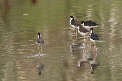 chasse dAmrique (Black-necked Stilt)