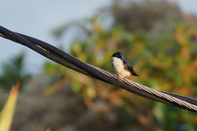 Hirondelle bleu et blanc (Blue-and-white Swallow)