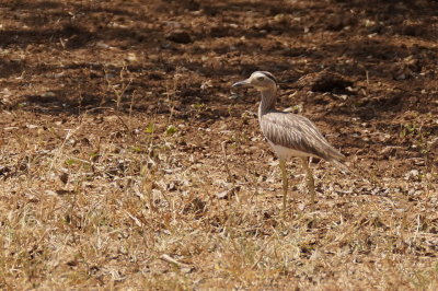 Oedicnme bistri (Double-striped Thick-Knee)